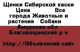 Щенки Сибирской хаски › Цена ­ 18 000 - Все города Животные и растения » Собаки   . Амурская обл.,Благовещенский р-н